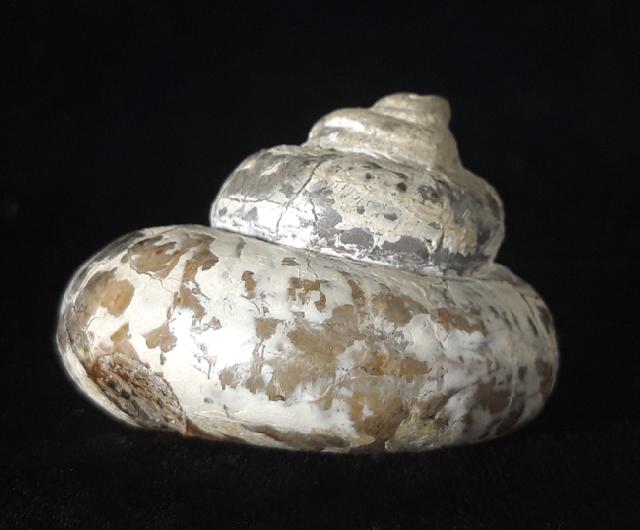 Pleurotomaria cf. actinomorphala EUDES-DESLONG-CHAMPS 1849 - Bild © FossNet FossilienStore